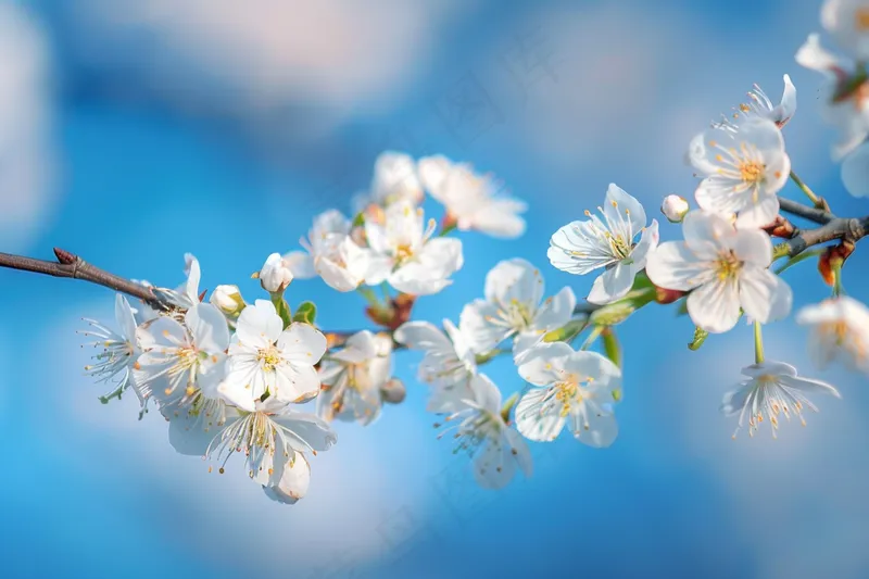 春日樱花花朵摄影图(4032x2688)