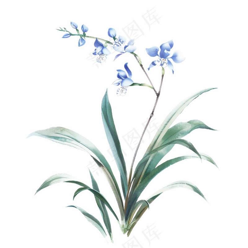 兰花水墨画中国风彩绘插画免抠(1024x1024)