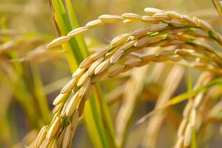 水稻稻穗农田种植生长摄影图