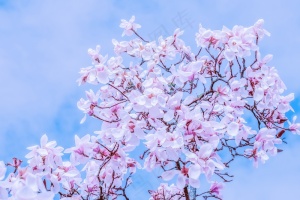 唯美的白色郁金香花朵