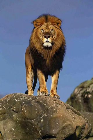 狮子站在石头上的雄狮保护动物非洲蓝天背景摄影图