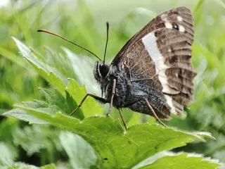 绿叶上的棕褐色蝴蝶特写镜头