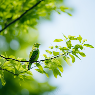 春天大树抽新芽绿叶树枝站绿色小鸟摄影图