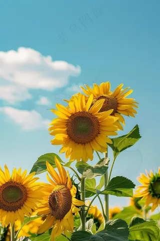 向日葵向阳鲜花摄影图