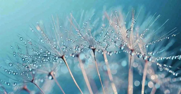 白色蒲公英上的露水白露摄影图