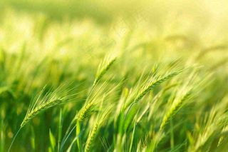 绿色小麦田麦穗粮食生长小满芒种摄影图