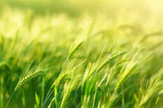 绿色小麦田麦穗粮食生长小满芒种摄影图