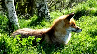 户外狐狸动物