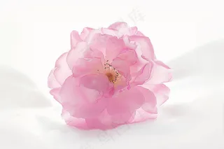 春日樱花花朵摄影图