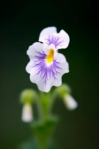 春天小野花紫白花立春自然摄影图