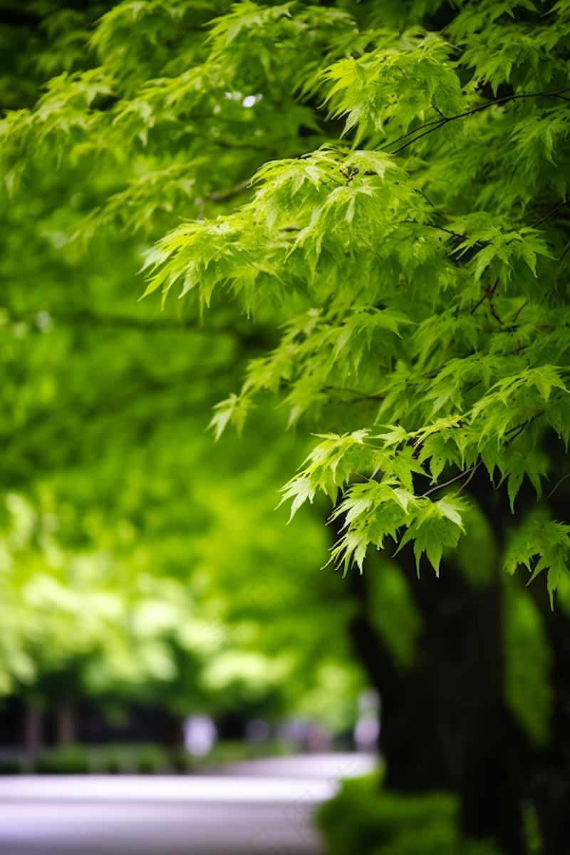 春天大树抽新芽嫩叶绿叶摄影图