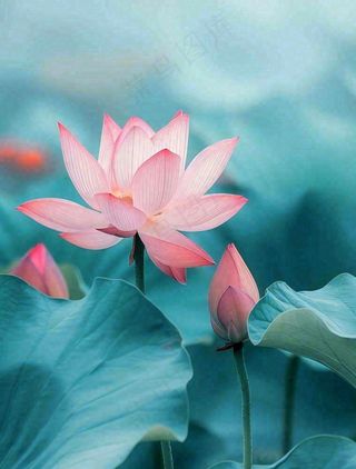 夏天池塘荷花荷叶蓝色唯美处暑大暑小暑摄影图