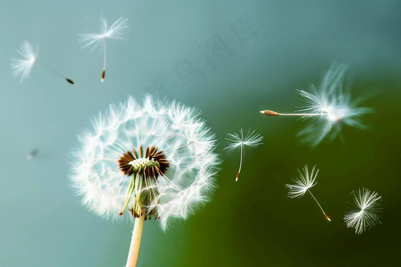 蒲公英植物春天摄影图(4032x2688)