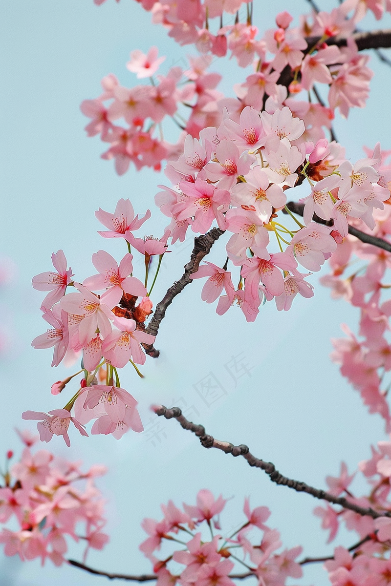 春日樱花花朵摄影图(2688x4032)
