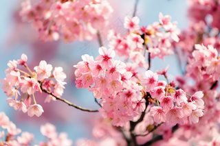 春日樱花花朵摄影图