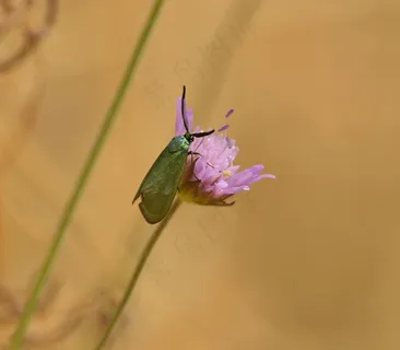 绿色精灵在紫色花海翩翩起舞