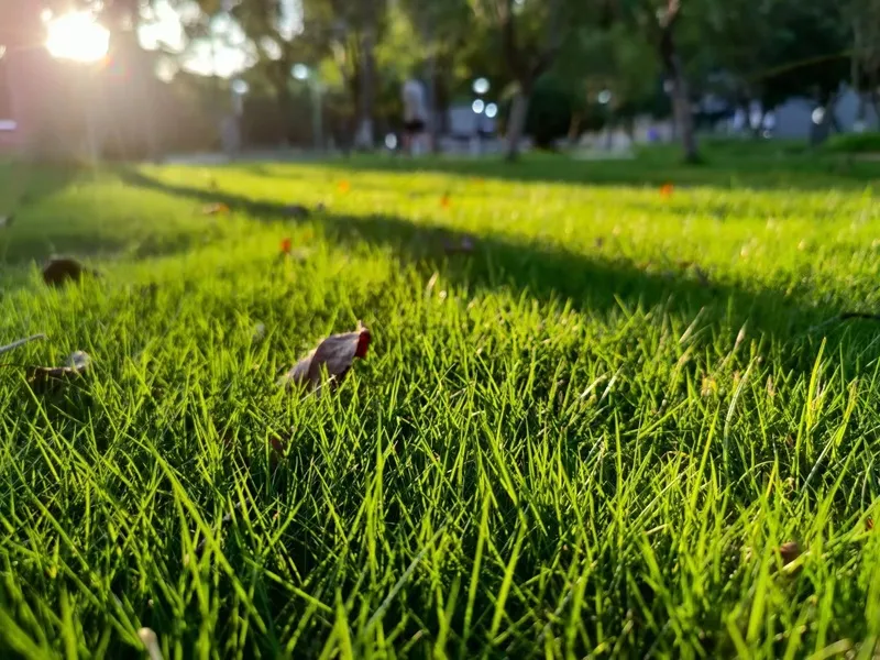 阳光下的草地