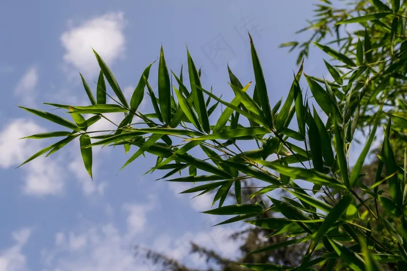 户外竹叶竹子