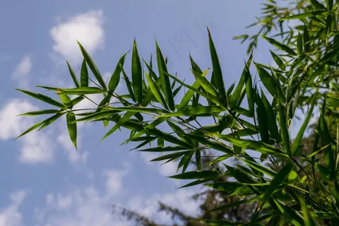 户外竹叶竹子 户外竹叶竹子