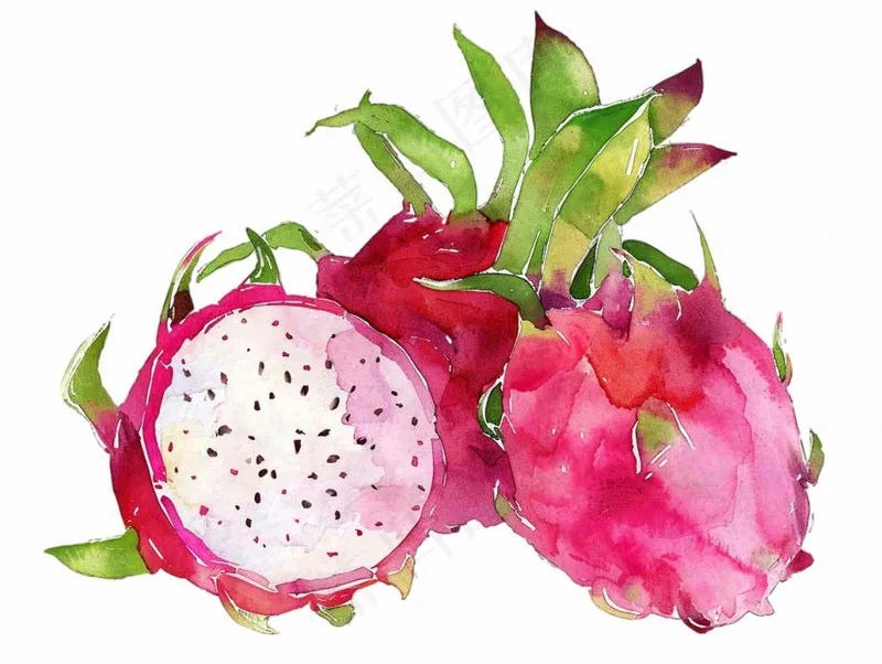火龙果水果水彩插画免抠(1232x928)