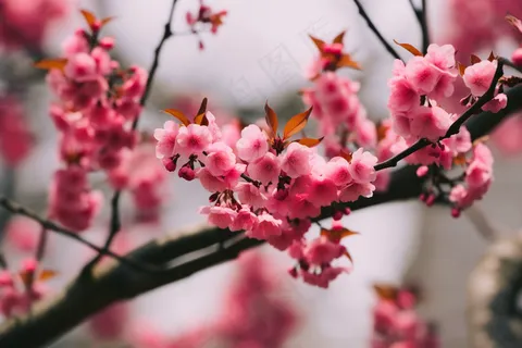 春天粉色樱花树枝摄影图 春天粉色樱花树枝摄影图