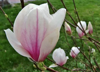户外玉兰花花朵