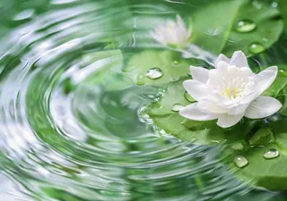 春夏睡莲荷叶清澈透明的水面泛起涟漪立夏夏至摄影图