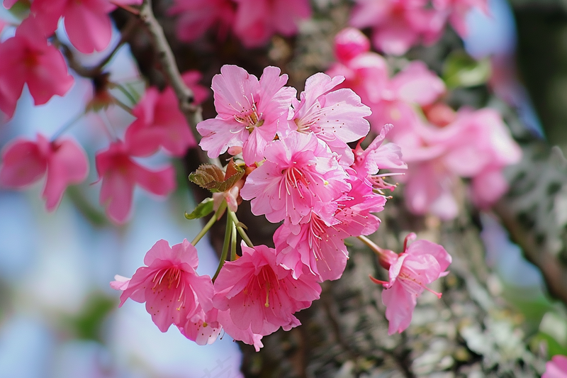 春日樱花花朵摄影图(4032x2688)