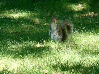 户外草地可爱松鼠动物