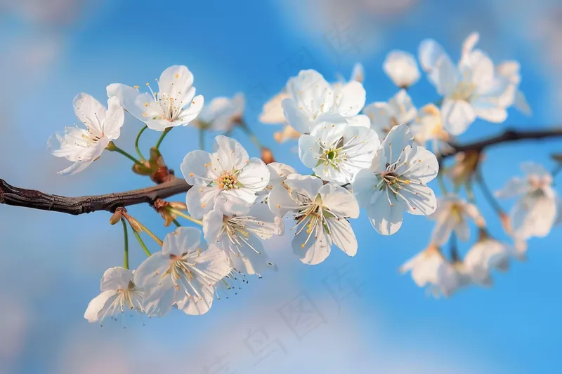 春日樱花花朵摄影图(4032x2688)