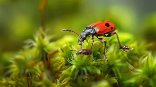 瓢虫春天苔藓上的七星瓢虫昆虫摄影图
