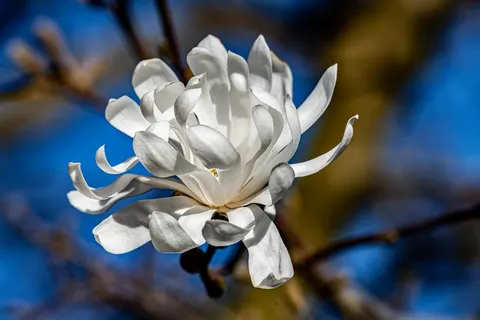 户外玉兰花花朵 户外玉兰花花朵