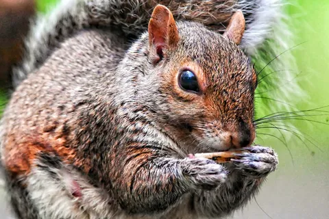 户外松鼠动物 户外松鼠动物