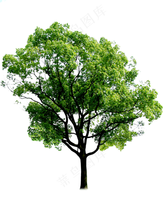 免抠常绿树木
