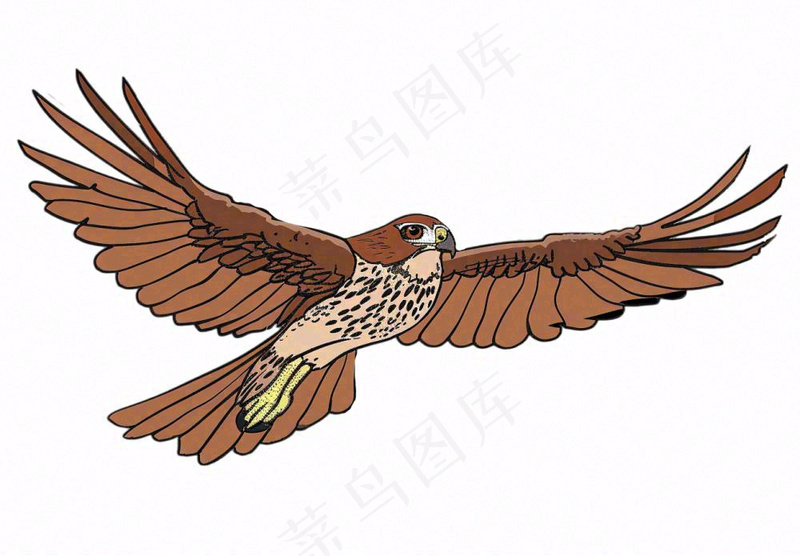 老鹰鸟类卡通插画免抠(1312x912)