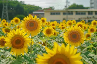 向日葵向阳鲜花摄影图