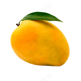 新鲜成熟带绿叶的芒果