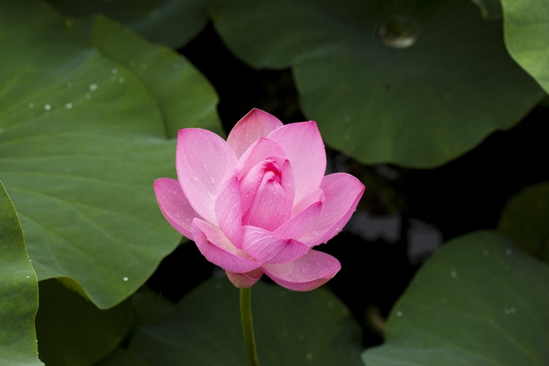 粉色莲花特写