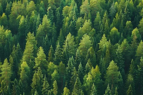 森林绿色茂密生长摄影图