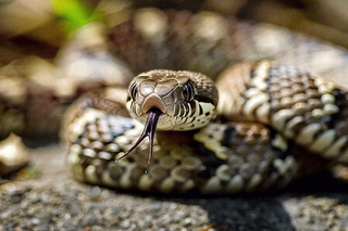蛇爬行动物毒蛇摄影图