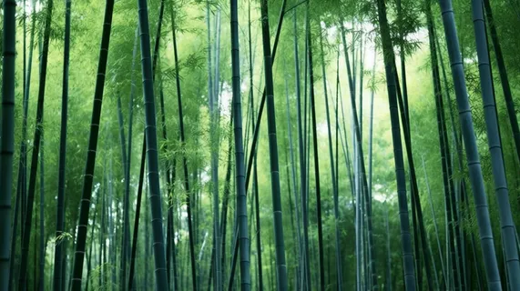 竹林竹叶竹子绿色摄影图