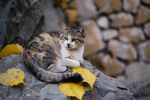 猫咪宠物猫可爱动物摄影图