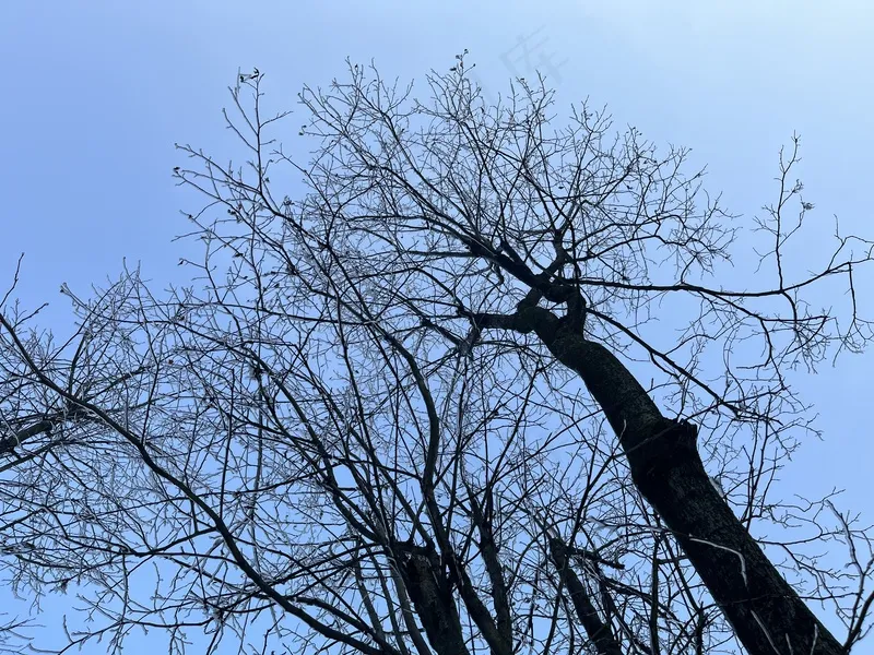 冬天雪景树干