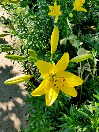 花园黄色百合花特写