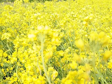 油菜花花田花海
