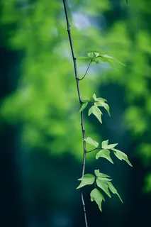 春日抽新芽树枝绿意盎然摄影图