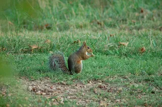 户外草地可爱松鼠动物