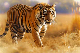老虎秋天草丛里出行金秋动物摄影图