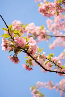春天蓝天下的海棠花粉色摄影图 春天蓝天下的海棠花粉色摄影图