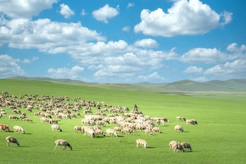 草原牛风景图片